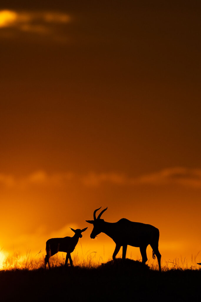 A sunset photo of antelope on a Masai Mara safari