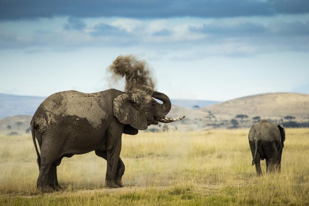 A photo of elephants captured while on safari with Mara Trails Camp