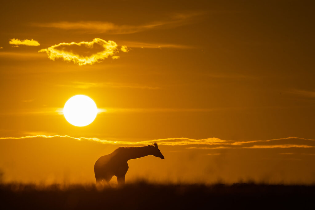 A bush dinner is a classic Masai Mara safari experience