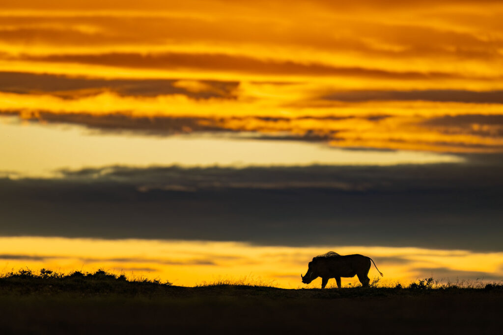 A warthog spotted while on safari with Mara Trails Camp