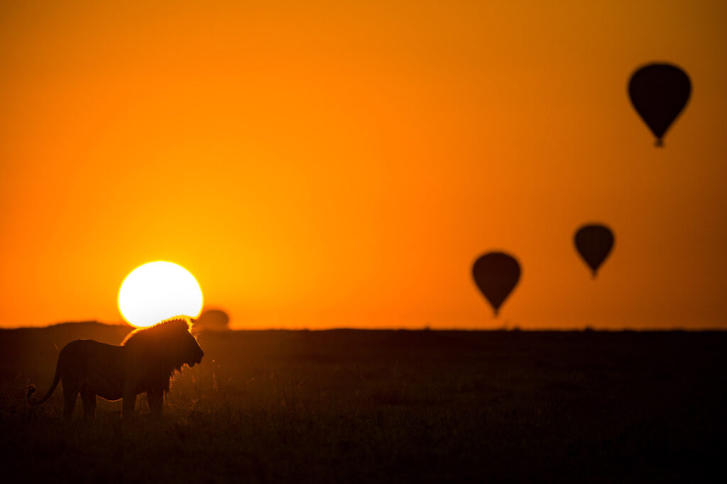A lion poses in front of a hot air balloon safari